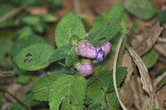 Strobilanthes heyneanus